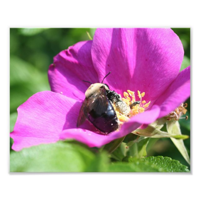 Bumble Bee On Pink Rose 10x8 Nature Photo Print (Front)
