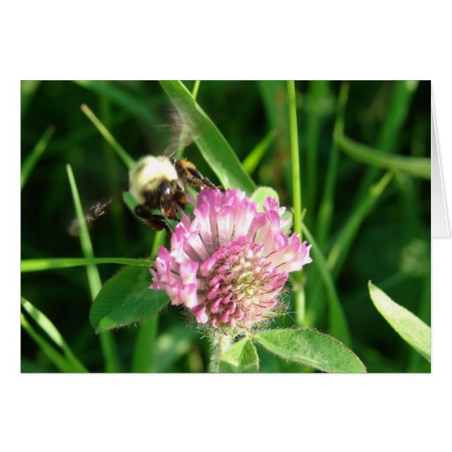 Bumble Bee on Red Clover, All Occasion Blank (Front Horizontal)