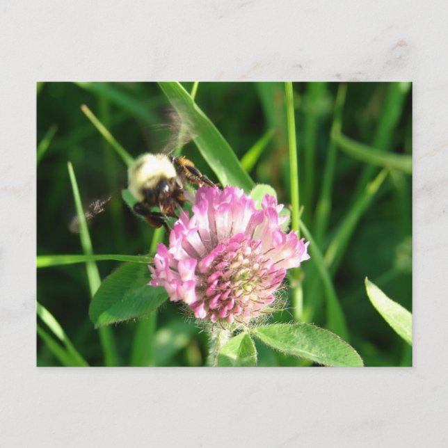 Bumble Bee on Red Clover Postcard (Front)