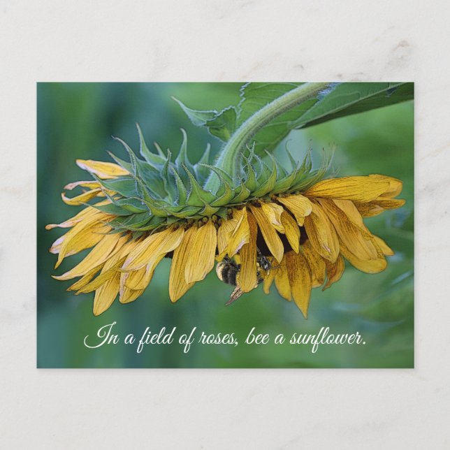 Bumble Bee on Sunflower - Postcard (Front)