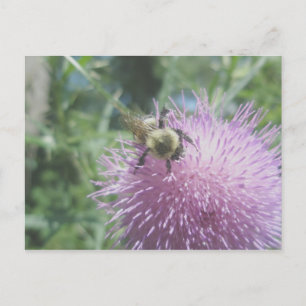 Bumble Bee on Thistle Postcard