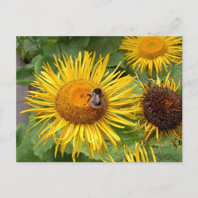 Bumble Bee on Yellow Daisy Postcard (Front)