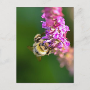 Bumble Bee  Postcard