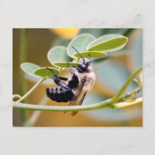 Bumble Bee Postcard