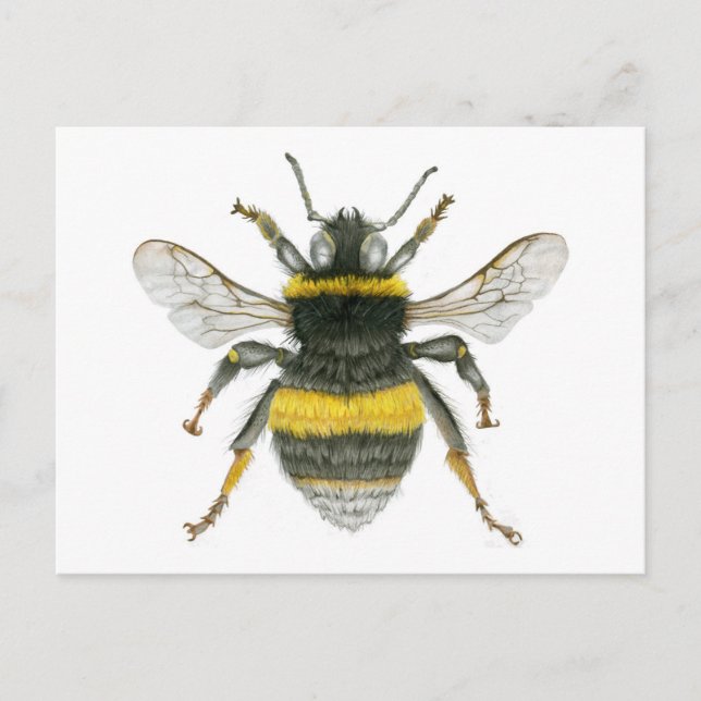 Bumble Bee Postcard (Front)