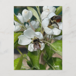 Bumble Bees & Blossoms - Postcard