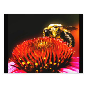 Bumble Photo Print