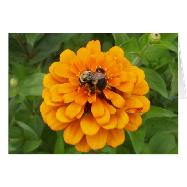 Bumblebee (Front Horizontal)