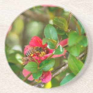 Bumblebee And Azalea Coaster