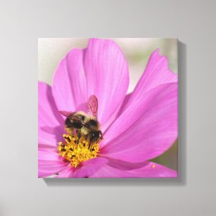 Bumblebee and Cosmos Canvas Print
