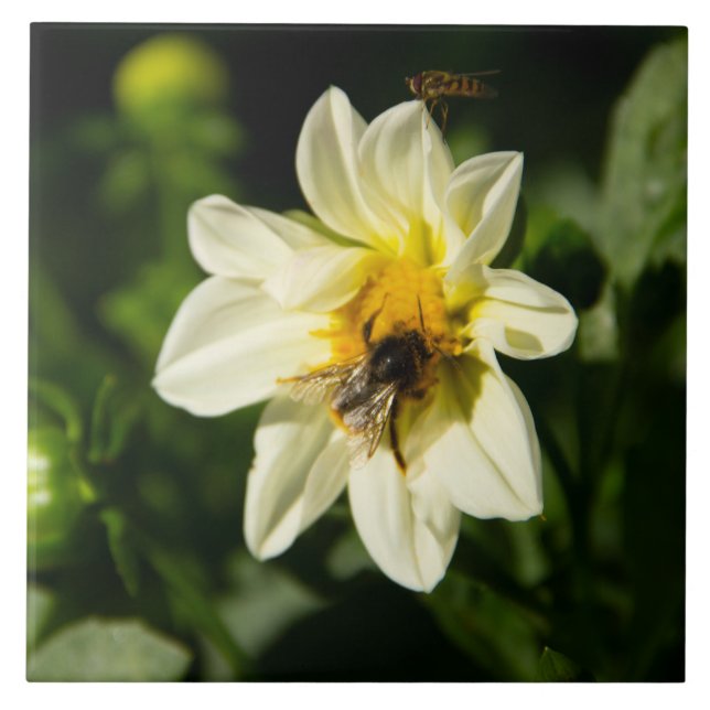 Bumblebee and white dahlia photo ceramic tile (Front)