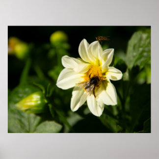 Bumblebee and white dahlia photo poster