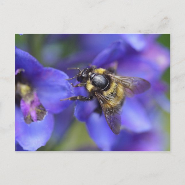 Bumblebee Close-Up Postcard (Front)