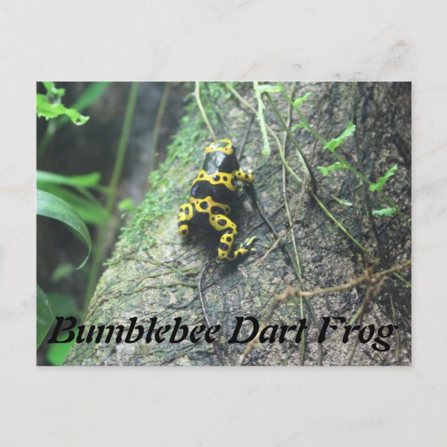 Bumblebee Dart Frog # 3 Postcard (Front)