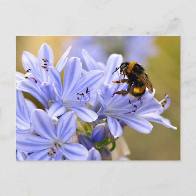 Bumblebee feeding on flower postcard (Front)