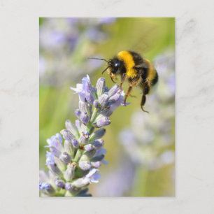 Bumblebee flying over a lavender postcard