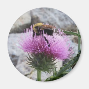 Bumblebee Harvesting a Purple Thristle Flower Magnet
