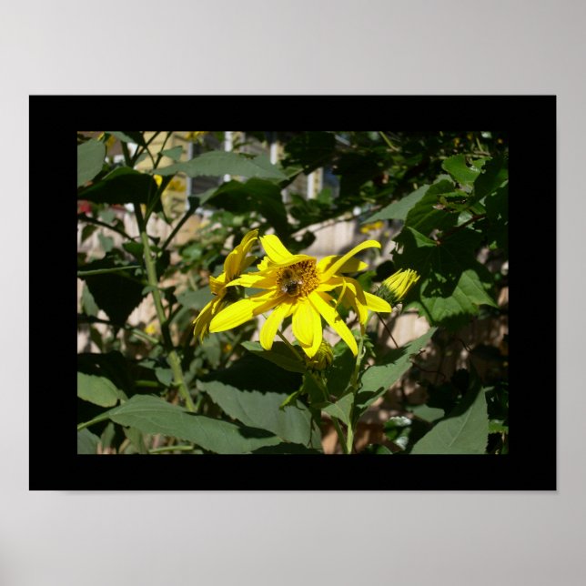 Bumblebee in a sunflower poster (Front)