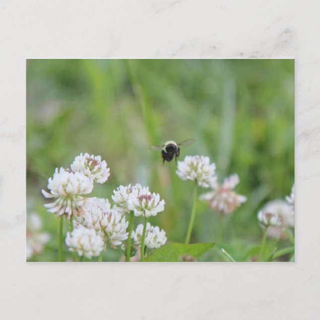 Bumblebee in the clover postcard (Front)