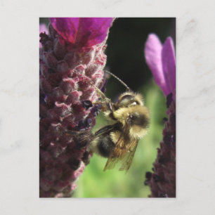 Bumblebee Notes Card