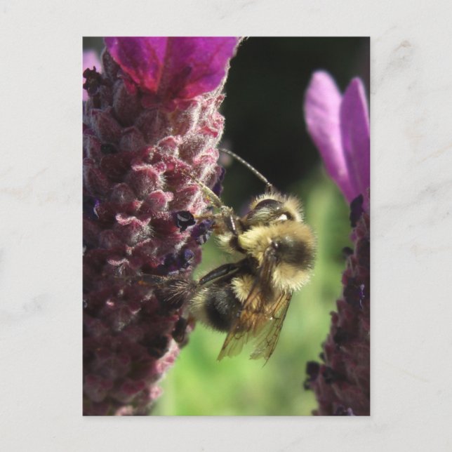 Bumblebee Notes Card (Front)