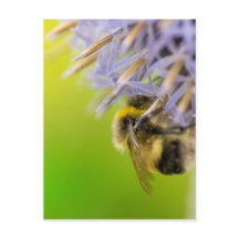 Bumblebee on a flower