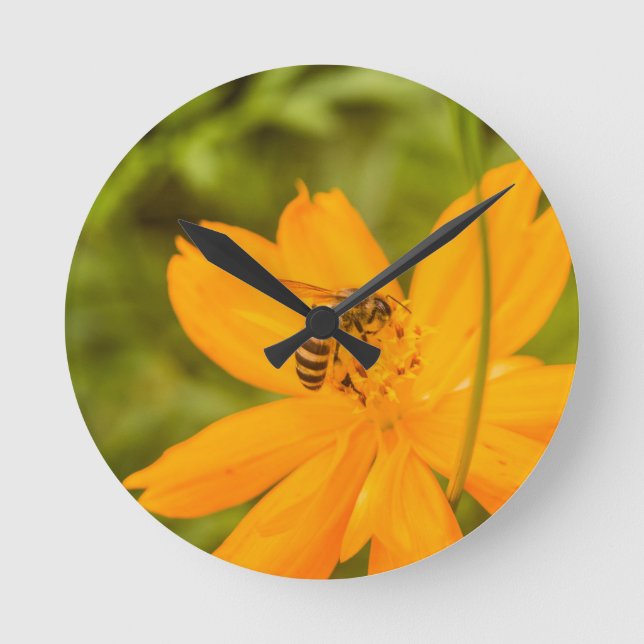 Bumblebee on a Sulphur Cosmos Round Clock (Front)