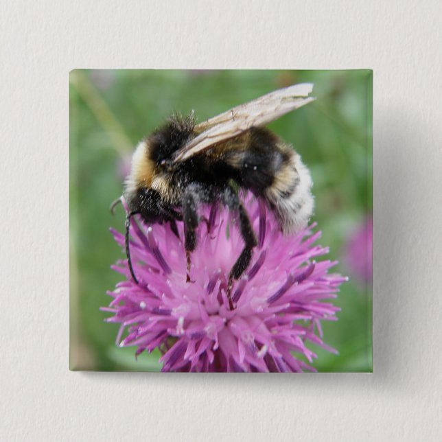 Bumblebee on a Thistle Button (Front)