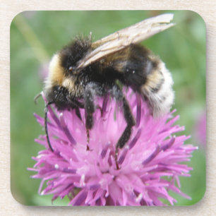 Bumblebee on a Thistle Cork Coaster