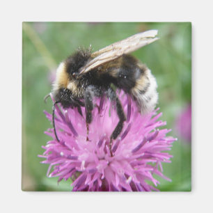 Bumblebee on a Thistle fridge Magnet
