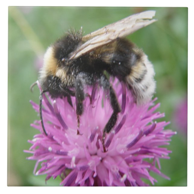 Bumblebee on a Thistle Tile (Front)