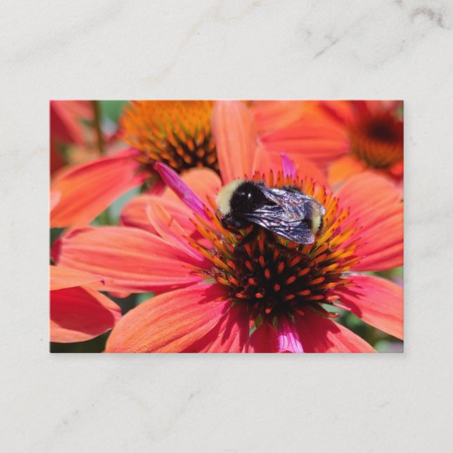 Bumblebee on Coneflower Business Card (Front)