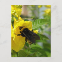 Bumblebee on Esperanza Flower