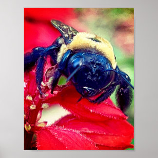 Bumblebee on flower Photography Wall decor Print