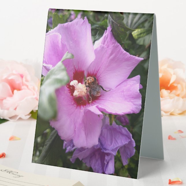 Bumblebee on Hibiscus Flower (In SItu (Wedding))