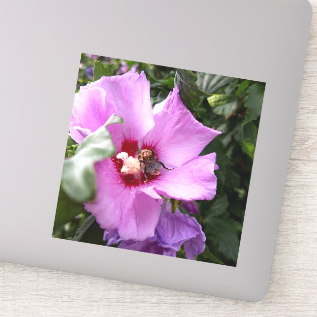 Bumblebee on Hibiscus Flower (Detail)