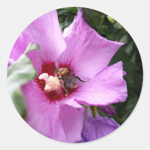 Bumblebee on Hibiscus Flower Classic Round Sticker