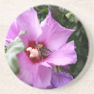 Bumblebee on Hibiscus Flower Coaster