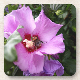Bumblebee on Hibiscus Flower Coaster