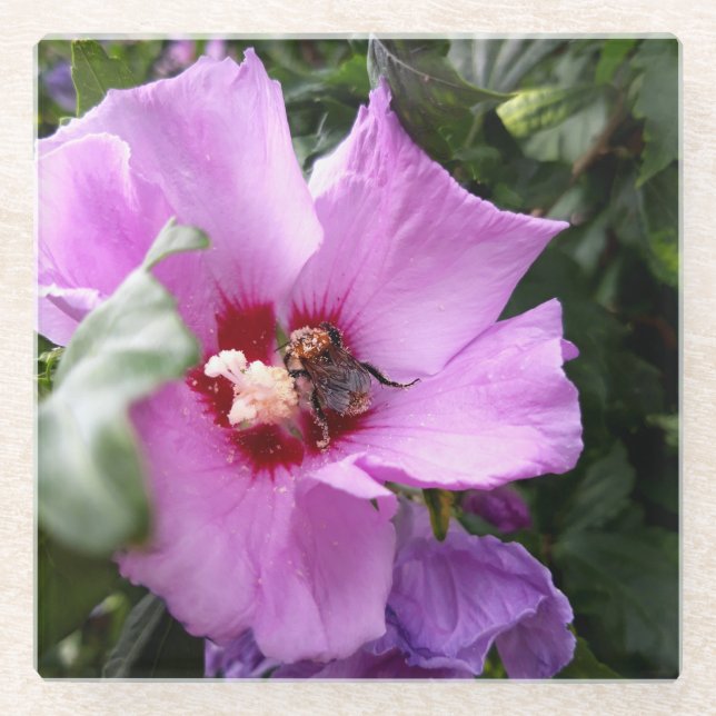 Bumblebee on Hibiscus Flower Glass Coaster (Front)