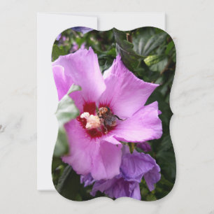 Bumblebee on Hibiscus Flower Holiday Card