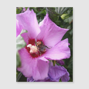 Bumblebee on Hibiscus Flower Magnetic Card