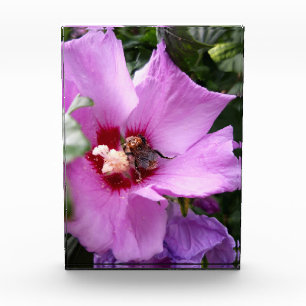 Bumblebee on Hibiscus Flower Photo Block