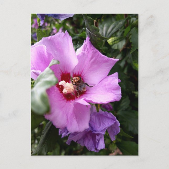 Bumblebee on Hibiscus Flower Postcard (Front)