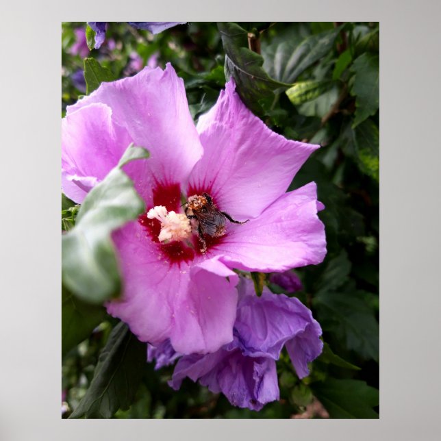 Bumblebee on Hibiscus Flower Poster (Front)