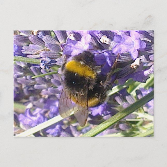 Bumblebee on Lavender Postcard (Front)