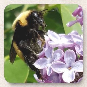 Bumblebee On Lilac close up by djoneill Coaster