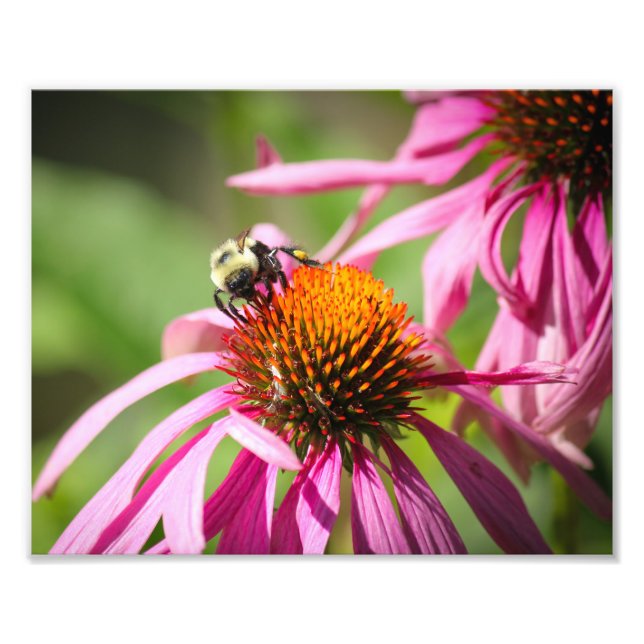 Bumblebee on Purple Coneflower Nature Photography Photo Print (Front)