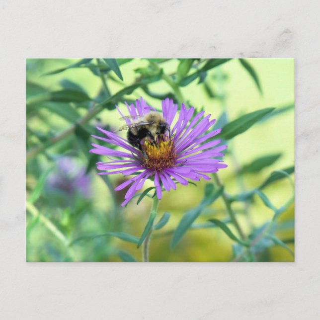 Bumblebee on Purple Daisy Postcard (Front)