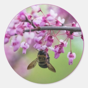 Bumblebee on Redbud Blossoms Classic Round Sticker